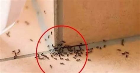 圍牆透空率計算 家裡出現小螞蟻